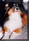 Cool Dude (Jun 90)