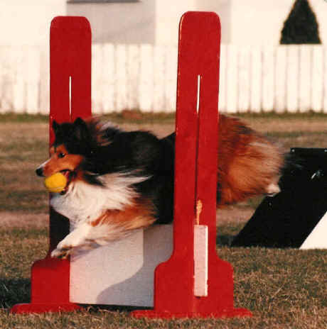 Shaun during flyball practice (May 1992)