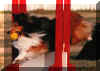 Flyball Practice (May 92)