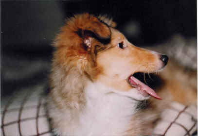 Shaun as a puppy (Jan 1989)