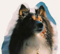 Shaun loved the snow! And thanks to his coat and his flyball heart he never felt the cold! (January 1997)