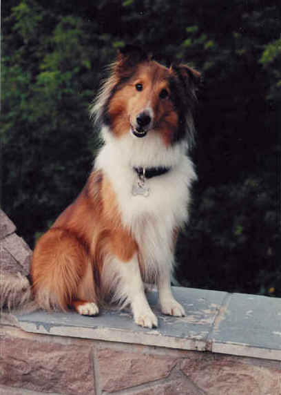 Sisko on the Seine River park bridge (August 2001) - Don't you think I'm cute?